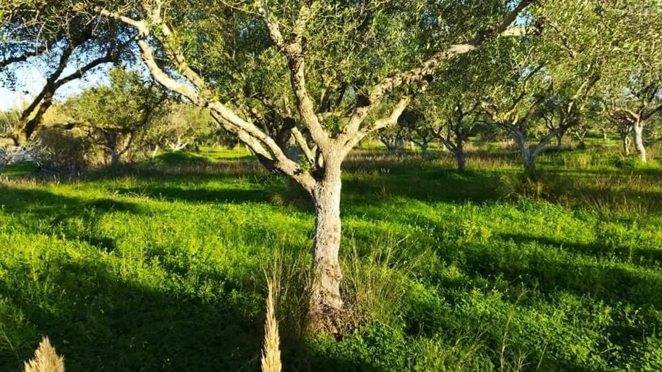 Casa Katina , Villa In Lagana, Agrilia Area Laganas Exteriér fotografie